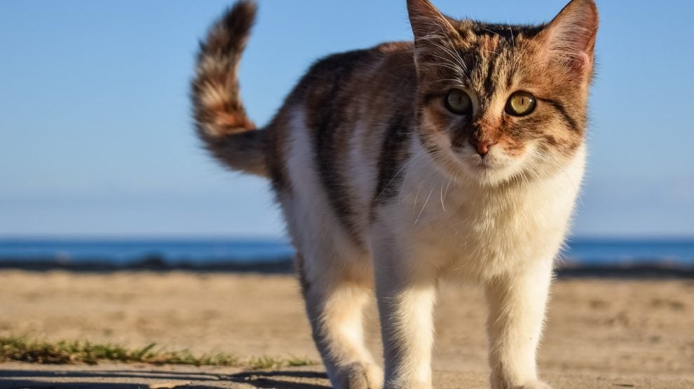 Gato Mueve La Cola Cuando Lo Acaricio