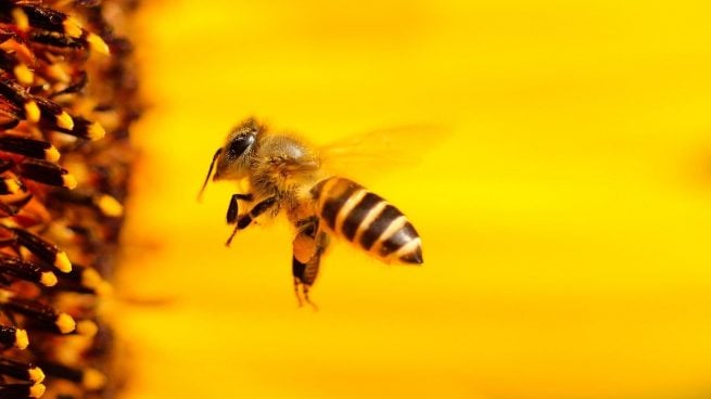 Espantar abejas