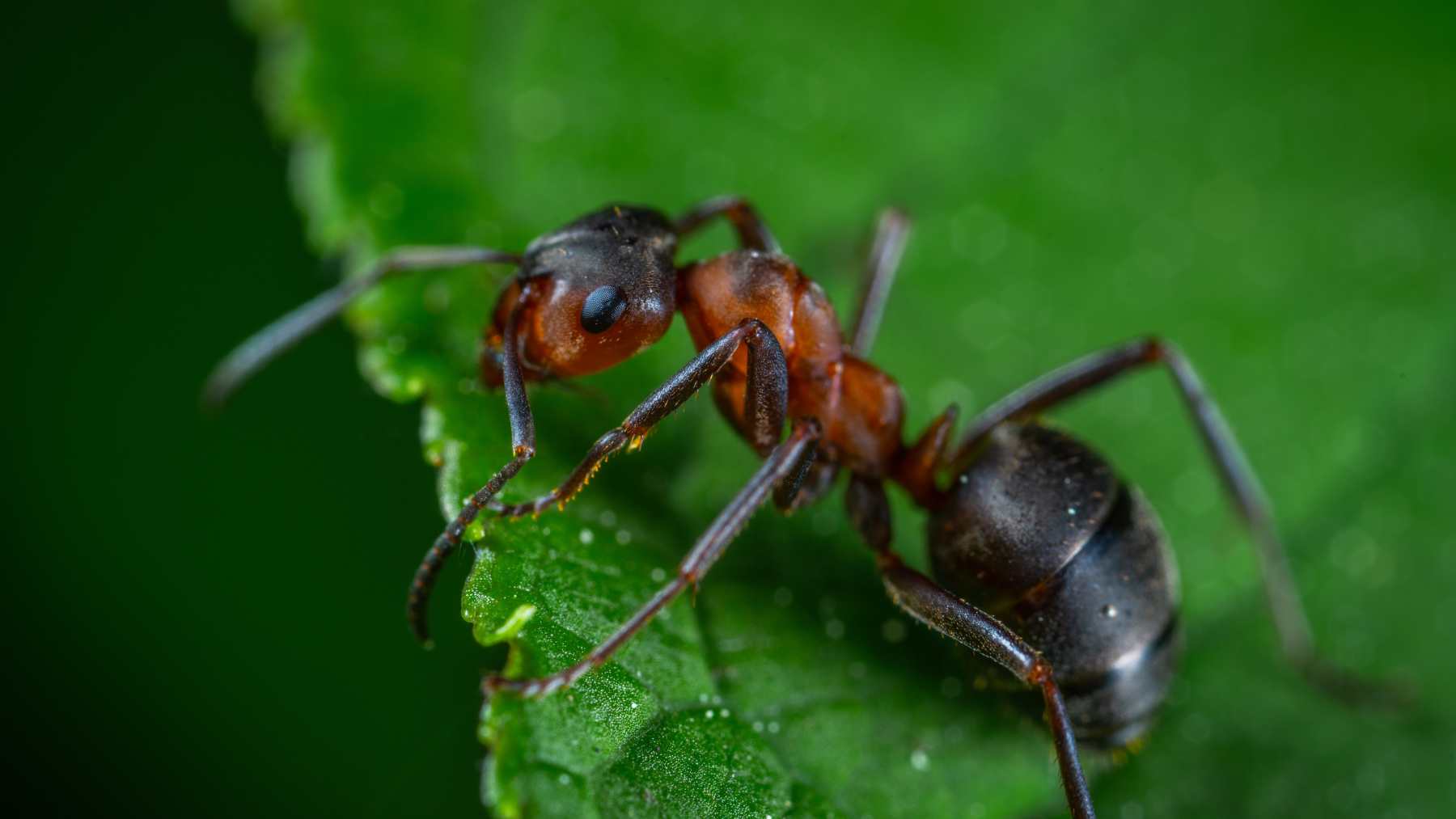 Beneficios de las hormigas