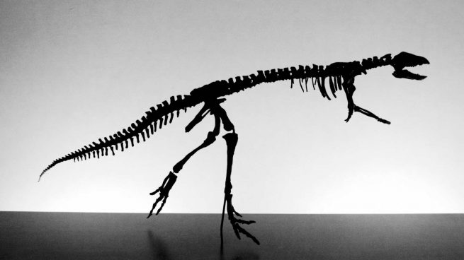 Fósil dinosaurio
