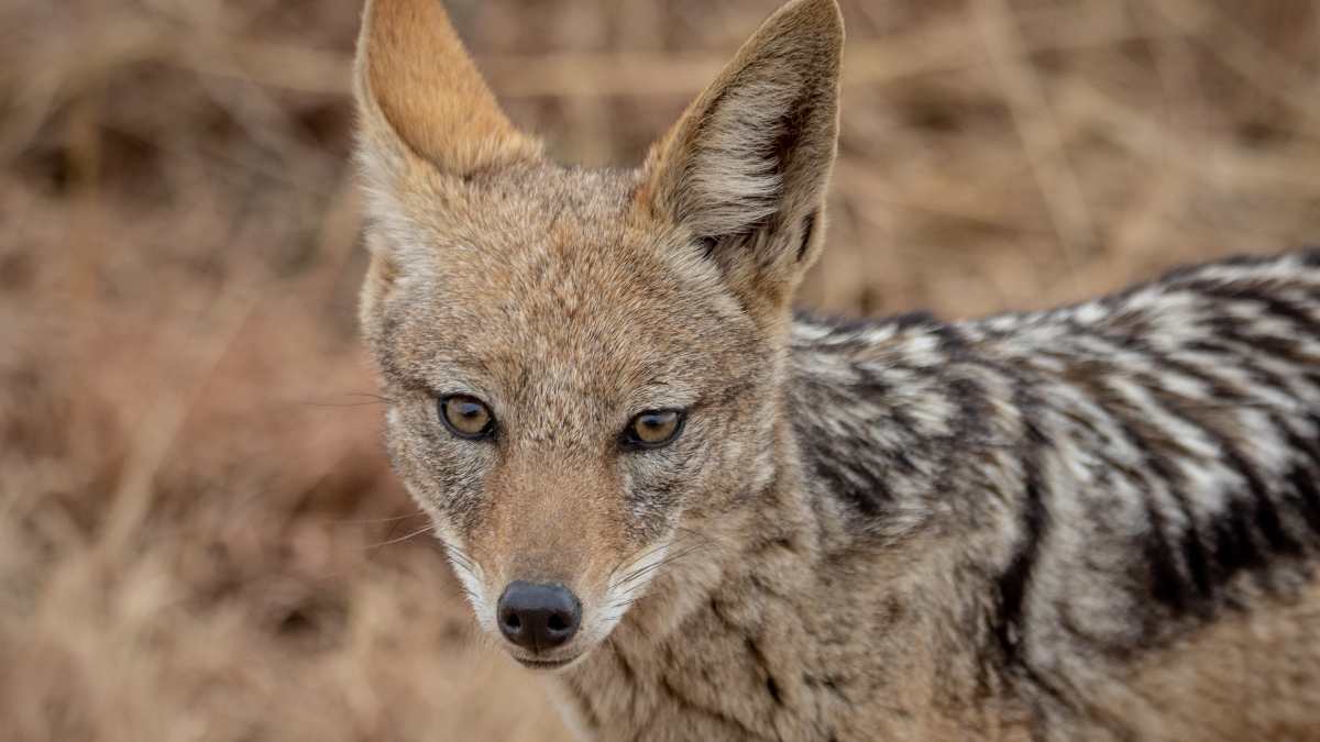 Lo que debes saber sobre el coyote