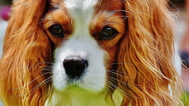 Síntomas de la conjuntivitis en perros
