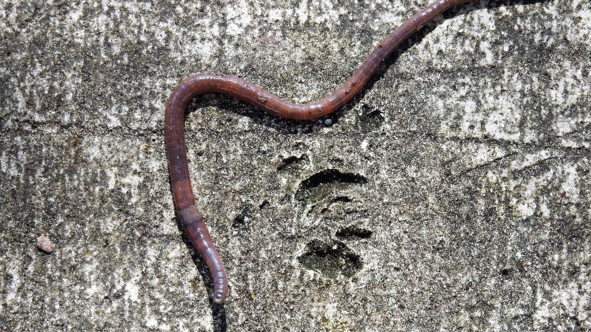 ¿Qué son los animales descomponedores?