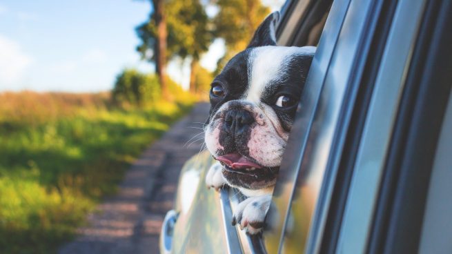 Recomendaciones de la DGT para llevar al perro en el coche este verano