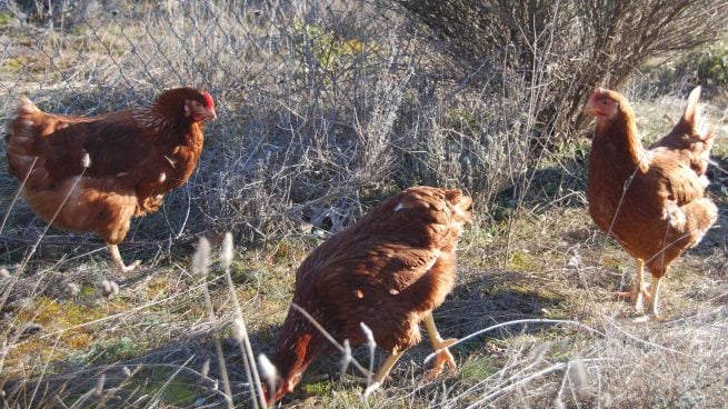 Gallinero