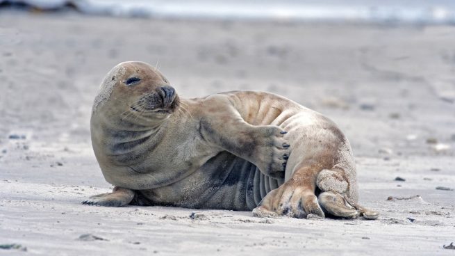 Reproducción focas