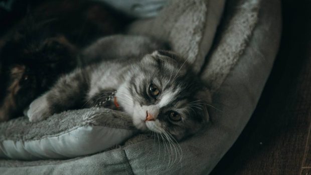 Gato en sofá