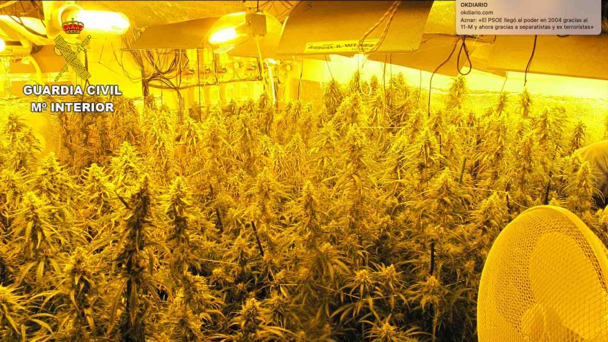 Plantaciones ‘indoor’ de marihuana (GUARDIA CIVIL).