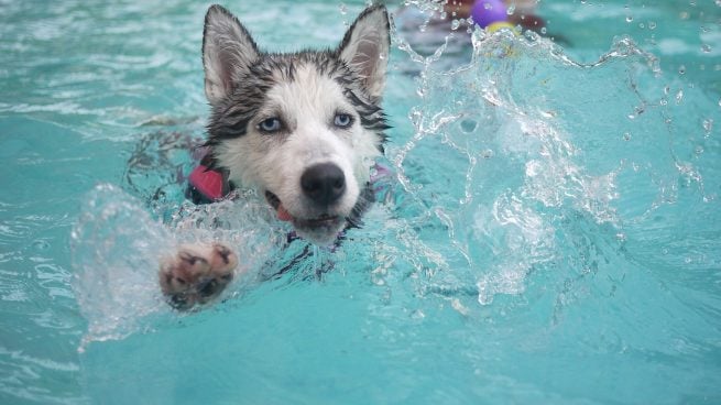 Perro en la piscina