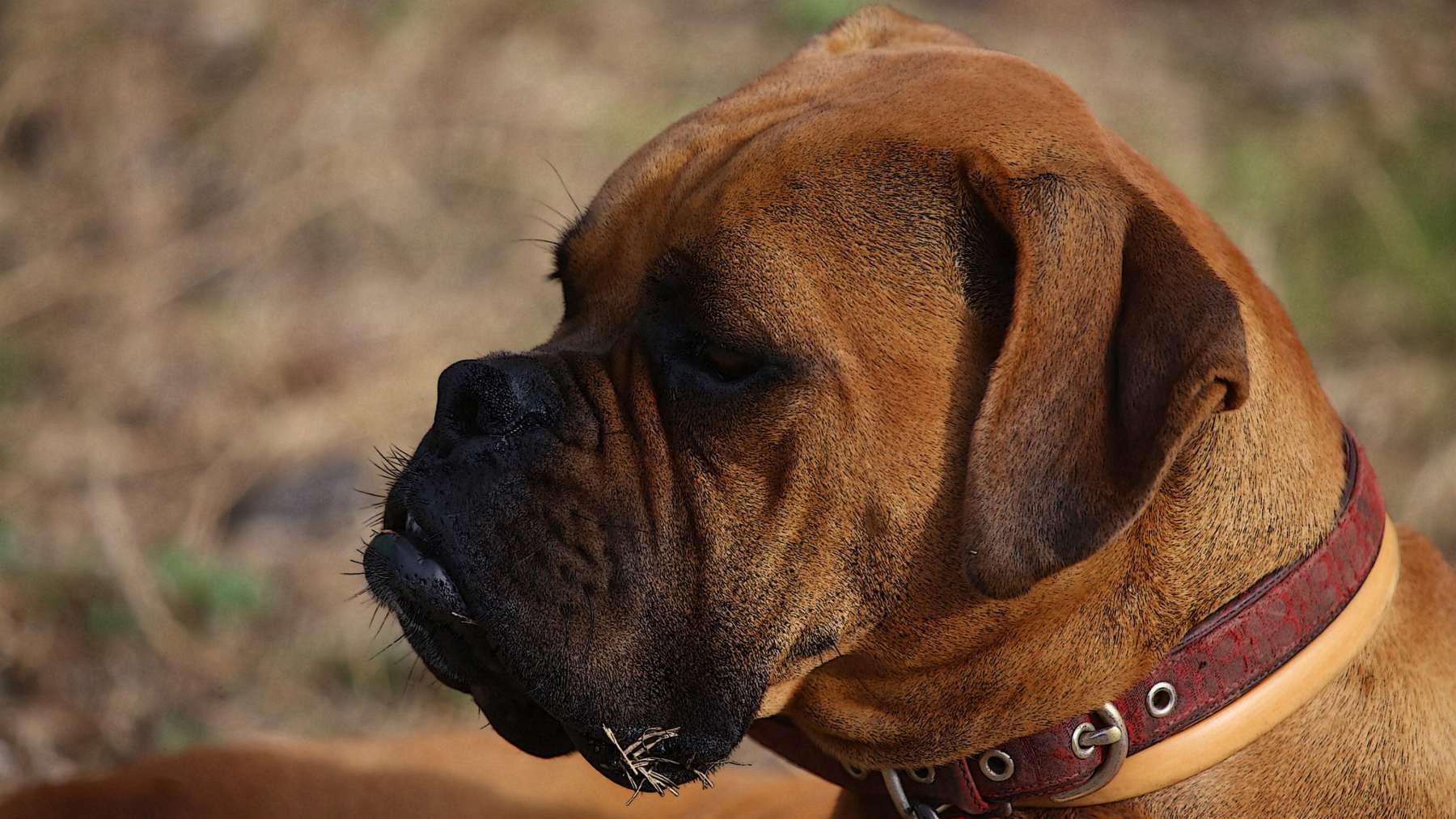 Oído perros