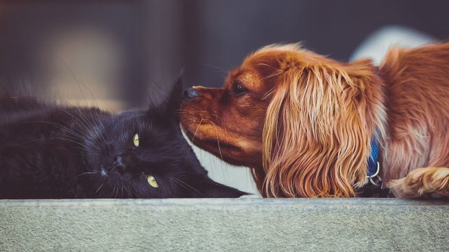 ¿Es peligroso usar champú de perros en gatos y viceversa?