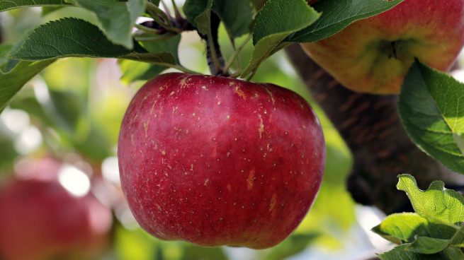 Te descubrimos los secretos de comer una manzana cada día