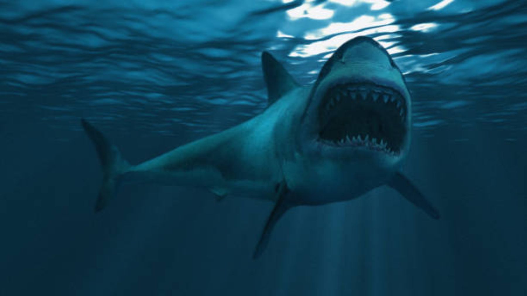 Descubierta la organización de las distintas especies de tiburones para cazar