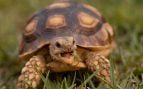Los biólogos ponen el grito en el cielo: las tortugas galápago están desapareciendo porque la gente está abandonando tortugas exóticas invasoras