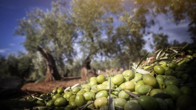 Aceite de oliva.