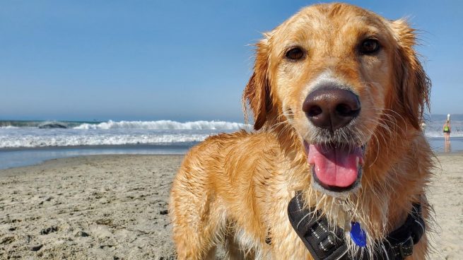 Razas perros playa
