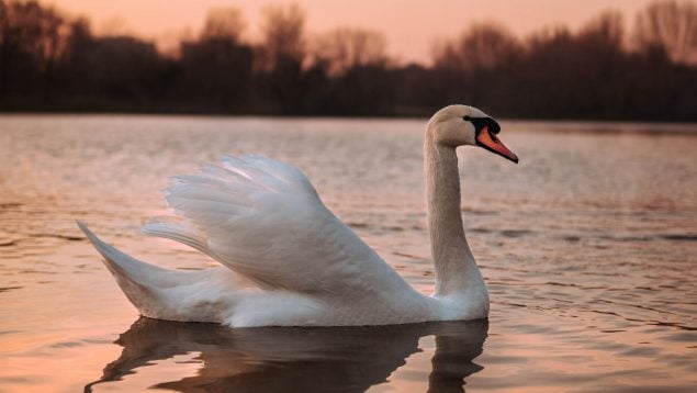 Significado animales psicologia