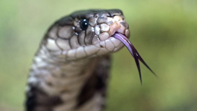 Las 5 serpientes más venenosas del mundo