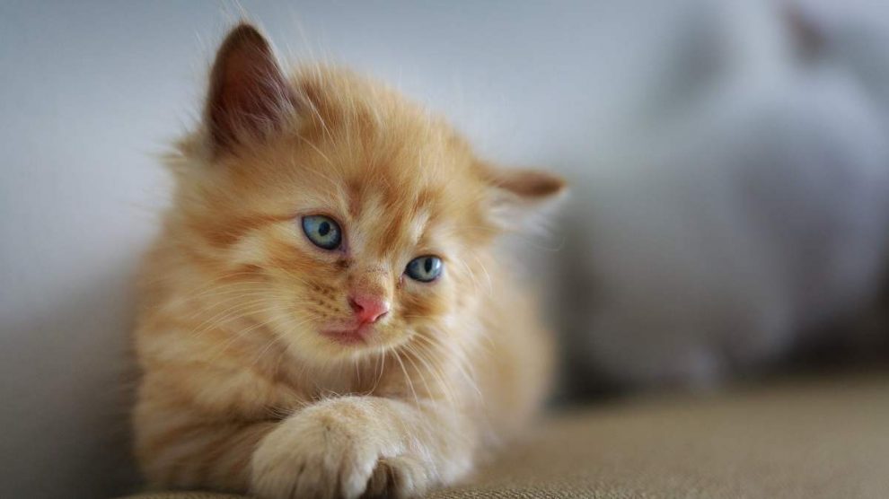 Hasta Que Edad Crecen Los Gatos Machos