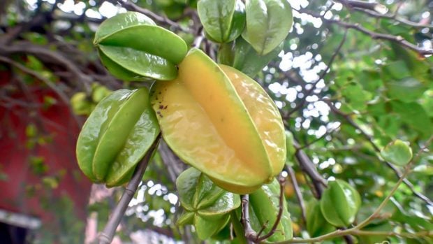 Fruta carambola