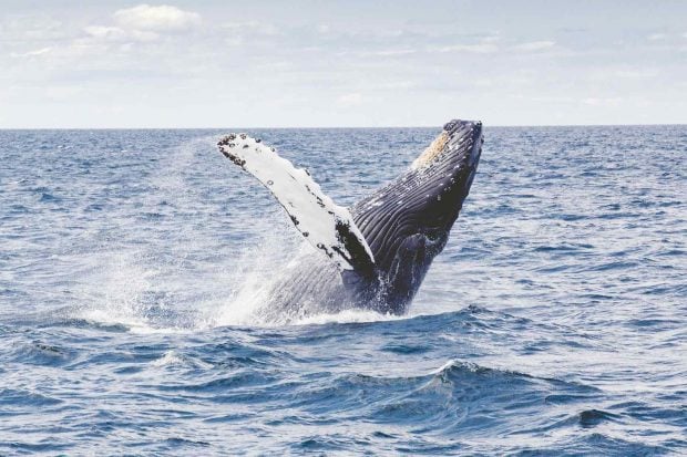 Las mejores frases de ballenas y delfines en su día mundial