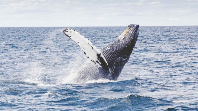 Las mejores frases de ballenas y delfines en su día mundial