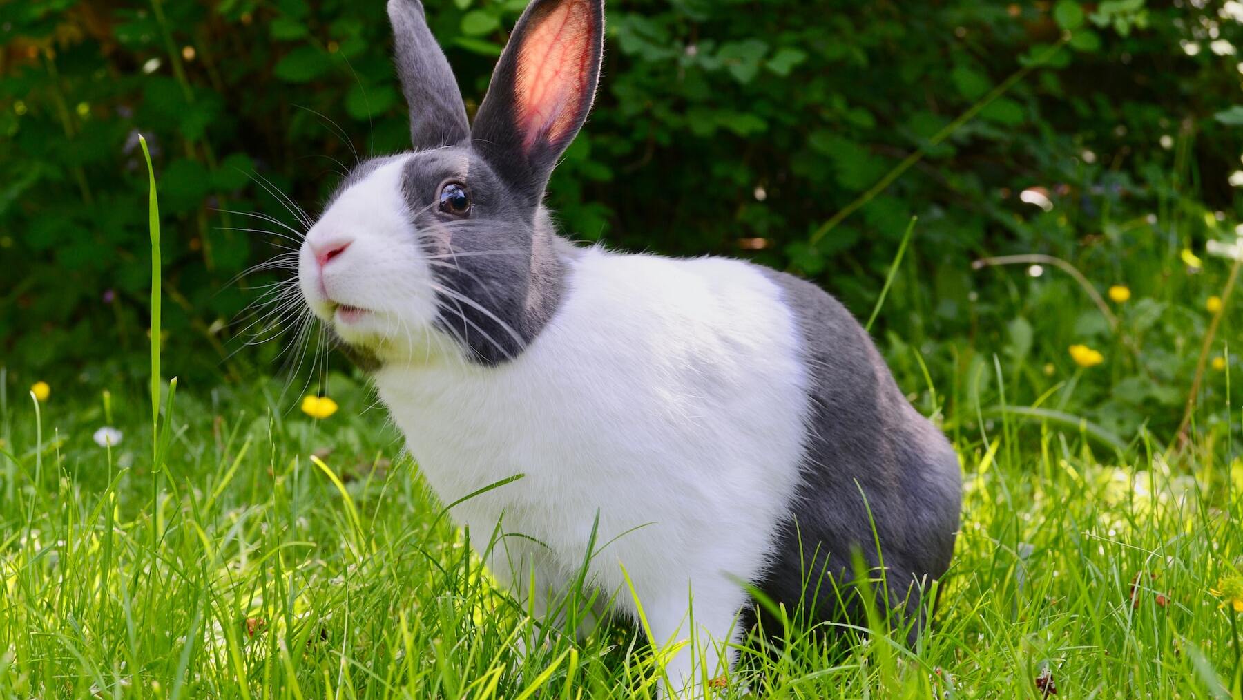 Datos curiosos de los conejos que te sorprenderán