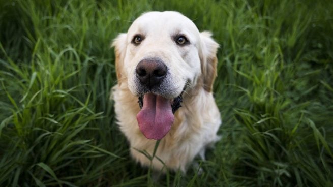 Consejos para que el perro sea feliz