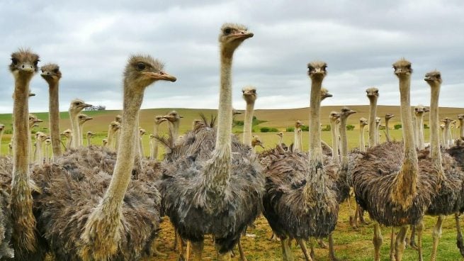 Las 5 aves más grandes que existen en el mundo