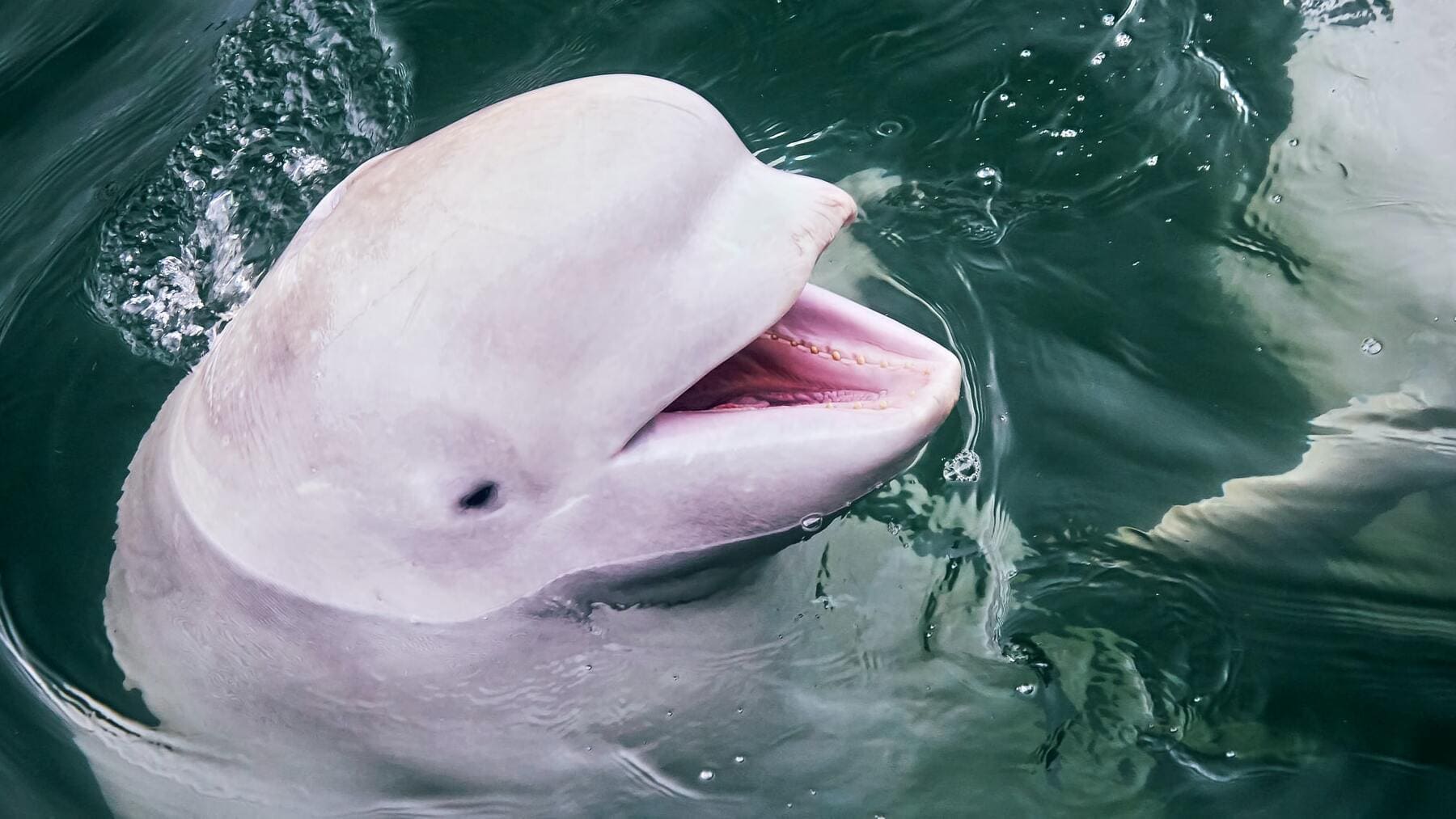proteger Mente Facilitar Datos curiosos de la beluga que te sorprenderán