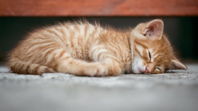 Por qué los gatos duermen tanto