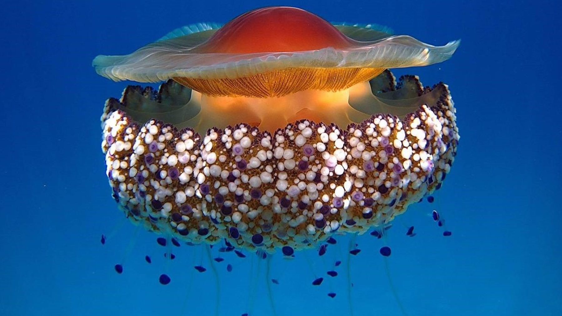 La medusa simbionte.
