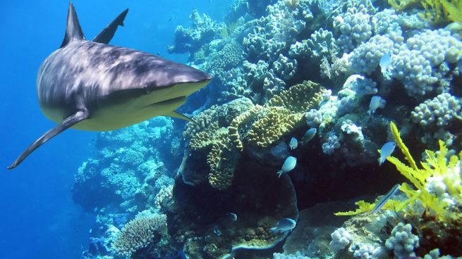 tiburones ecosistemas marinos