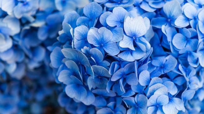 El ingrediente que tienes en tu cocina con el que tus hortensias saldrán azules
