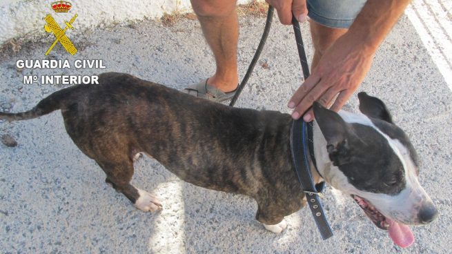 Perro rescatado por la Guardia Civil en Granada.