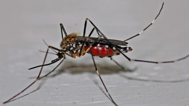 Evitar picaduras mosquitos