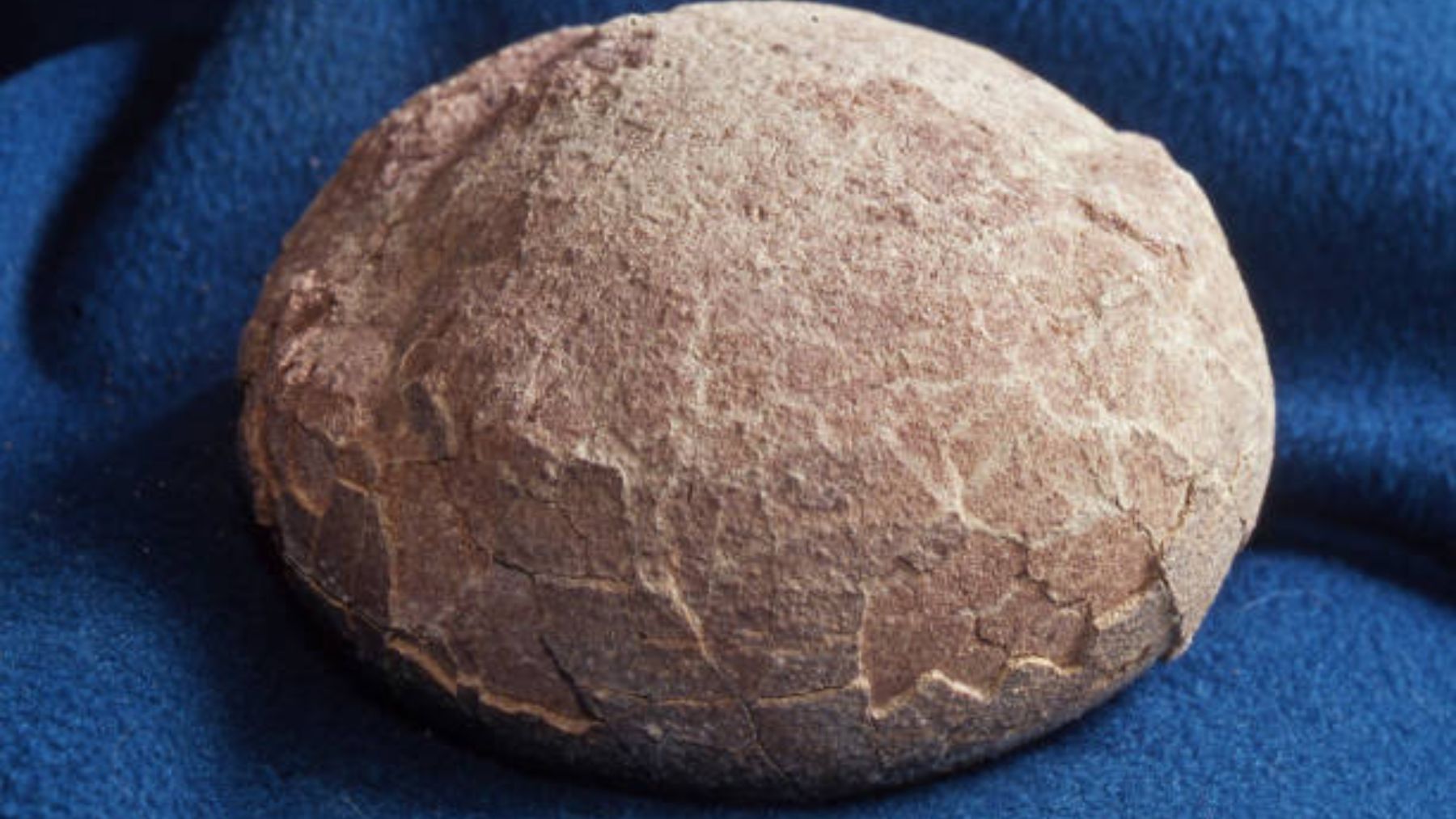 Nuevos estudios han revelado la identidad del dinosaurio dentro de un huevo hallado en 1993