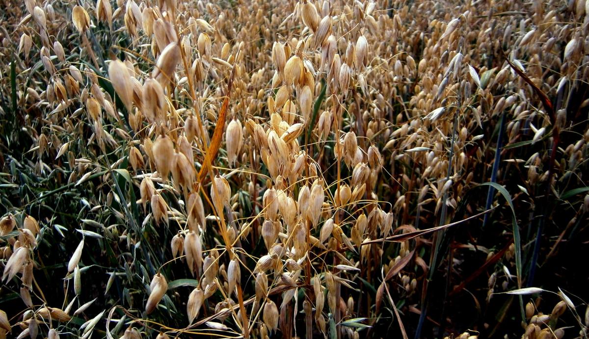 Tarta de atún con salvado de avena, dieta Dukan