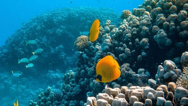 La pandemia mostró el impacto del ruido en la comunicación de los peces La-pandemia-mostro-el-impacto-del-ruido-en-la-comunicacion-de-los-peces-1-620x352