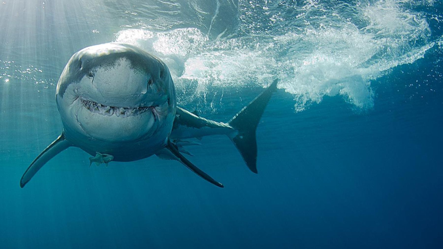 La especie de tiburón más peligrosa de todas en el mundo es la del tiburón blanco