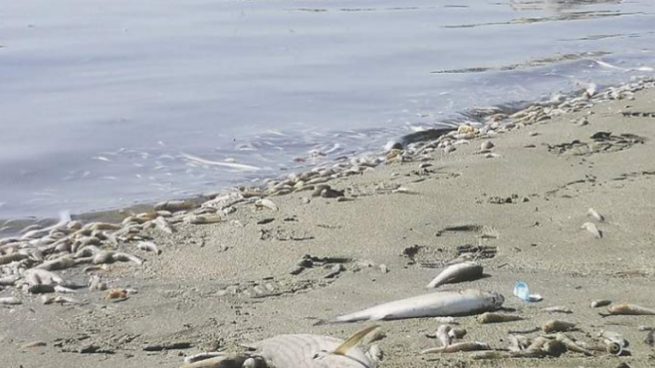 Desastre ecológico en el Mar Menor.