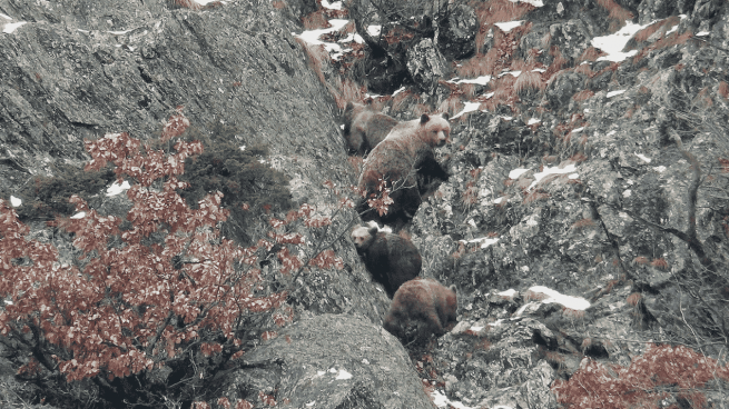 Endesa y la Fundación Oso Pardo avanzan en la producción de 7.000 frutales en viveros para mejorar el hábitat del oso pardo en el Pirineo