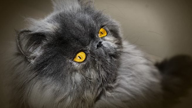 Datos curiosos del gato persa que te sorprenderán