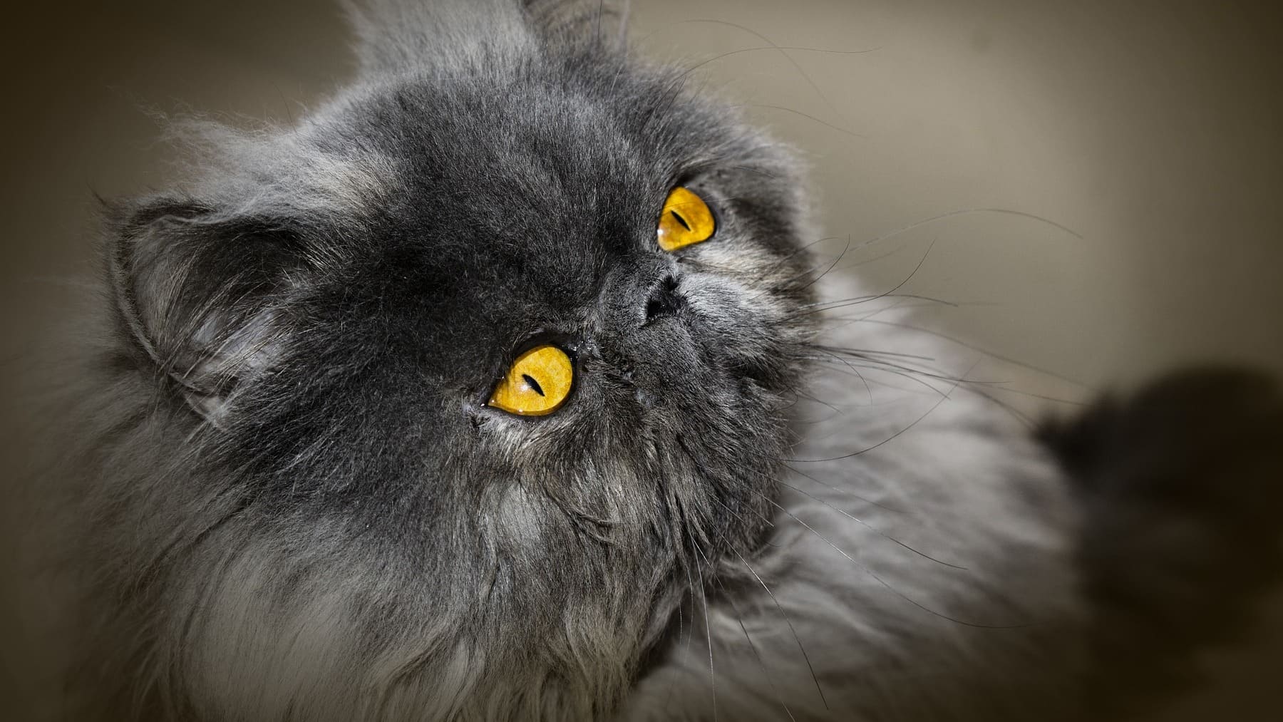Datos Curiosos Del Gato Persa Que Te Sorprender n Datos Curiosos Del Gato Persa Que Te Sorprender n