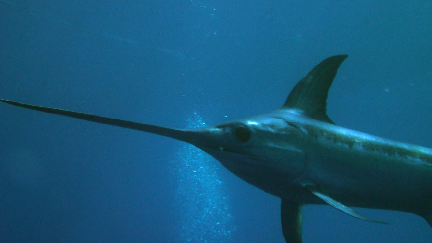 Tiburones “apuñalados” por peces espada