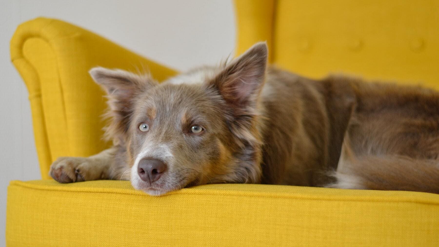 Amazon tiene el maravilloso invento para quitar los pelos de tu perro del  sofá