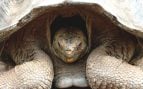 Tortuga grande
