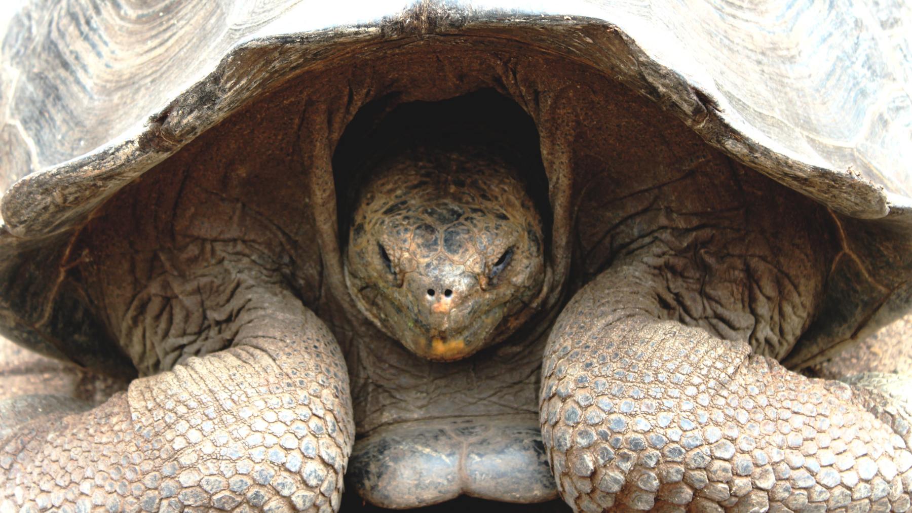 Comportamiento de una tortuga gigante