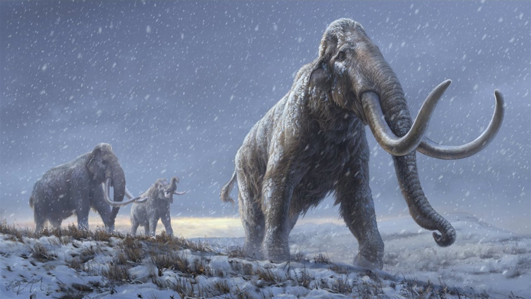 La ciencia avanza a tal velocidad que quizás un animal que estaba extinguido de la faz de la Tierra como el mamut ‘resucite’
