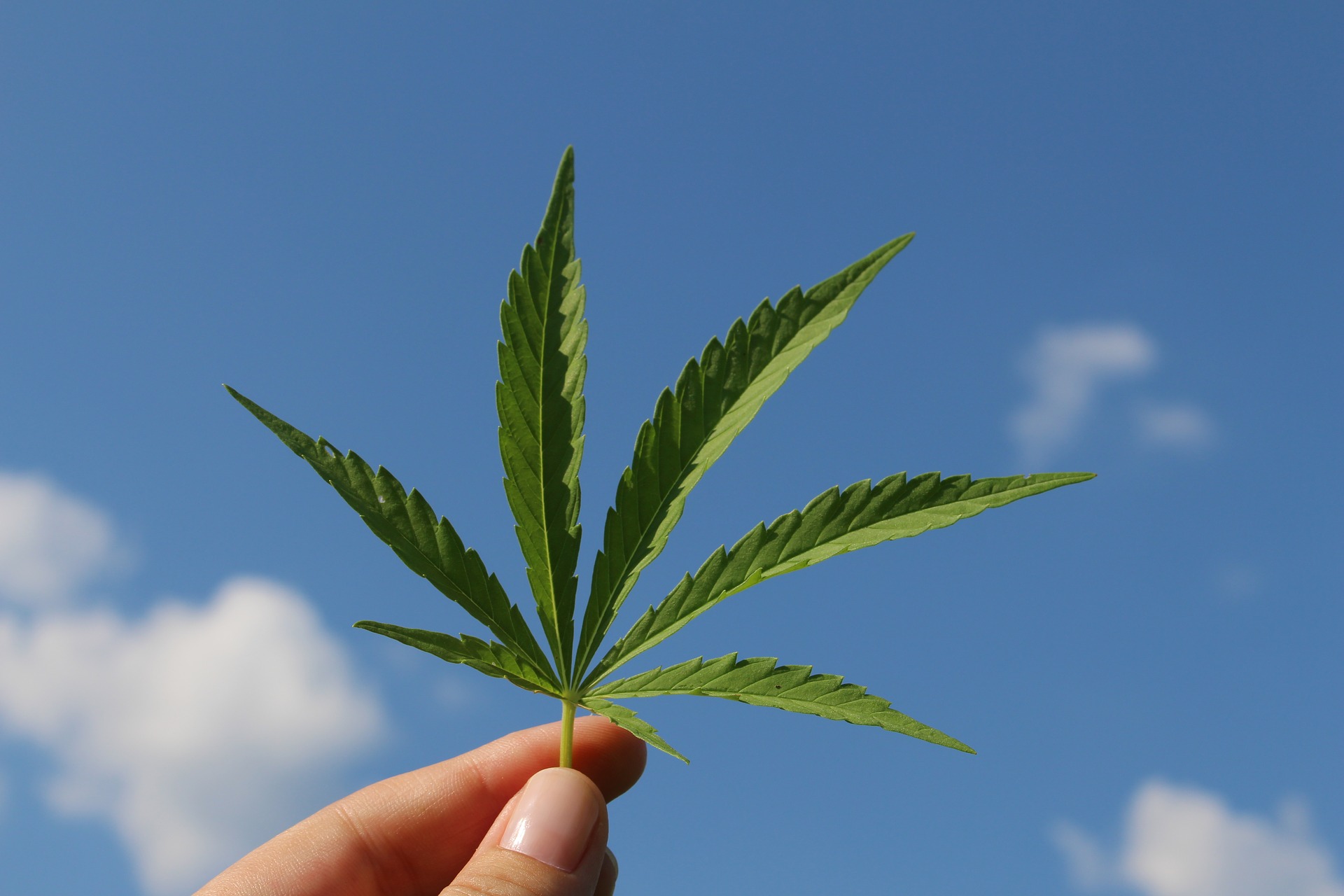 Autorizan el primer fármaco con derivado de cannabis en España